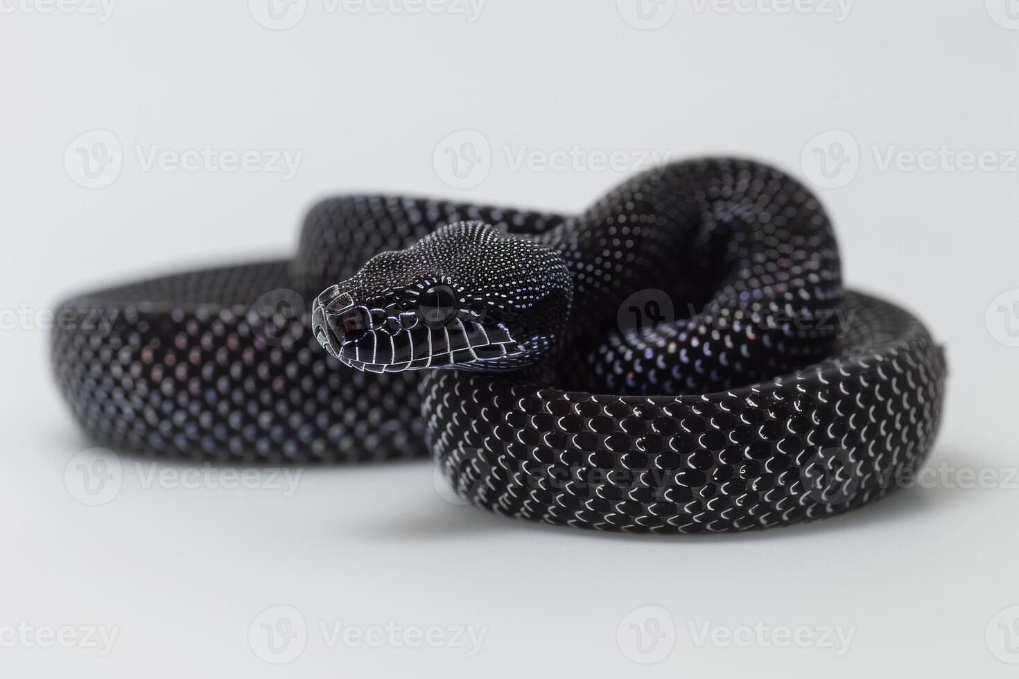 Black White Python Stock Photos, Images and Backgrounds for Free Download