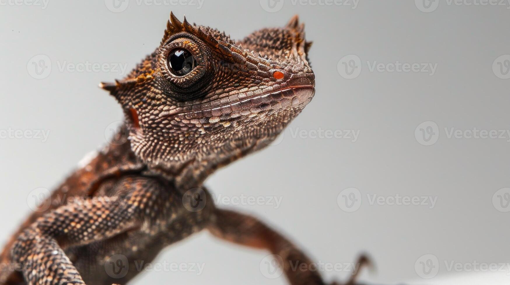 small Brown Anole lizard clings to smooth surface highlighted even lighting that brings out intricate patterns and colors of its brown skin. photo