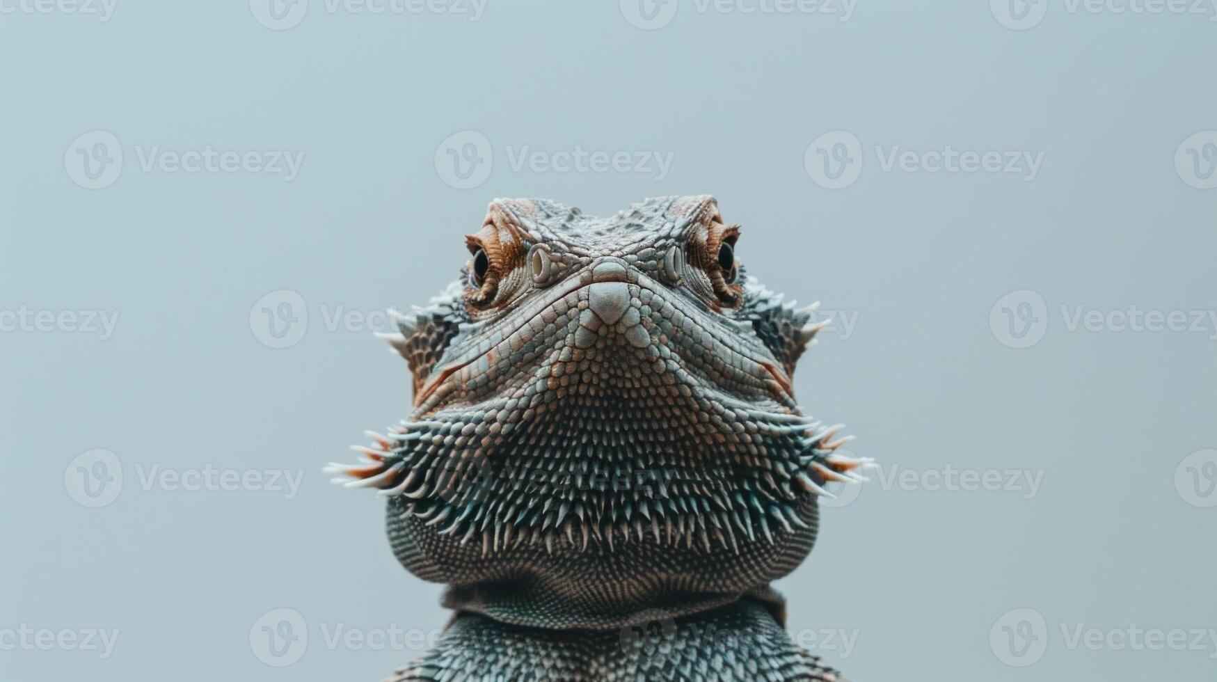 Central Bearded Dragon basks in bright light showcasing its distinctive spiky beard and unique features. The reptile stands out against a clean white backdrop emphasizing its textures. photo