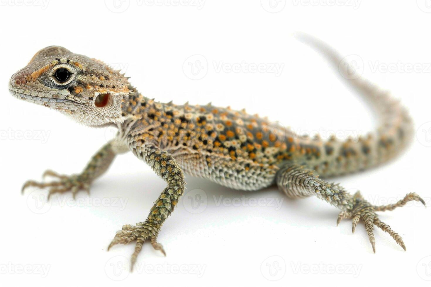 Desert Night Lizard is positioned against a plain white background highlighting its distinctive features. photo