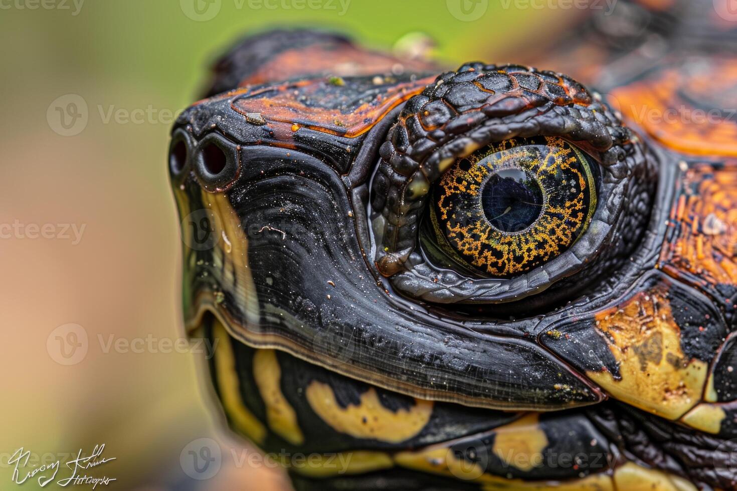 Eastern Box Turtle is captured with detailed colorful markings on its shell isolated against a white background. The focus highlights its unique eye features. photo