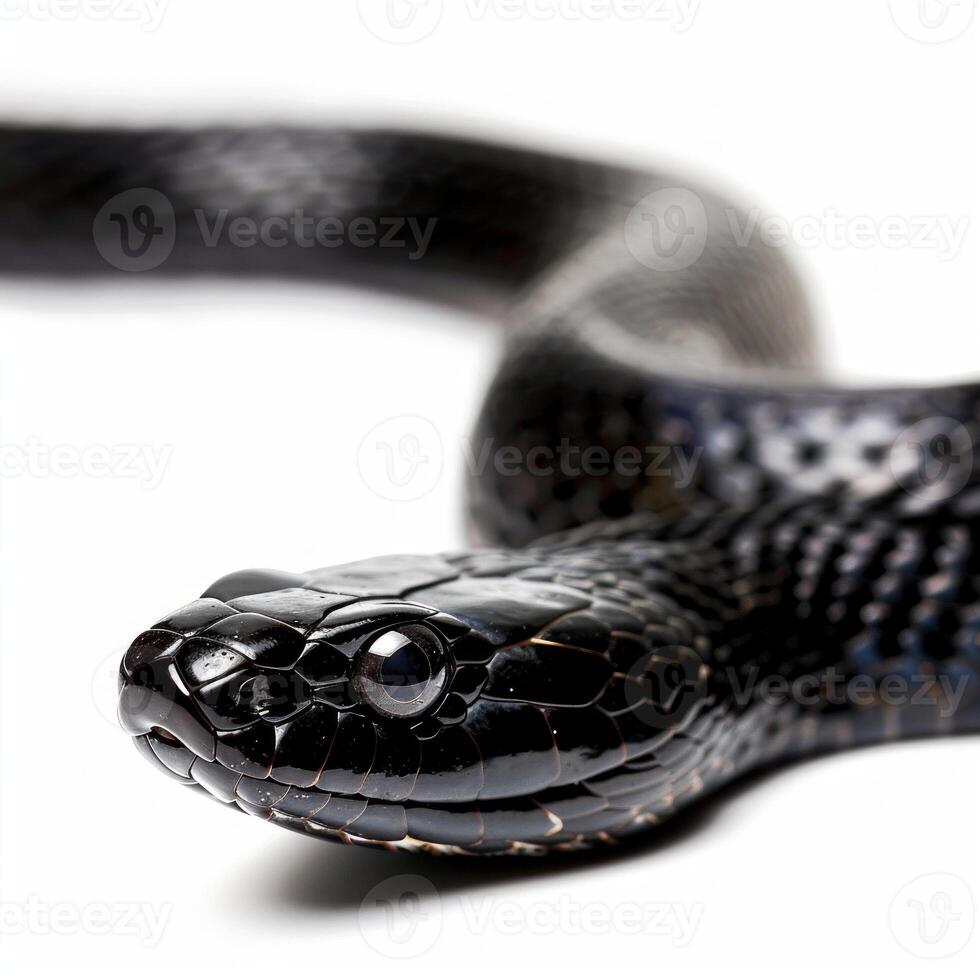 Eastern Indigo Snake displays its sleek glossy black scales while fully stretched out on a bright white background emphasizing its distinctive features. photo