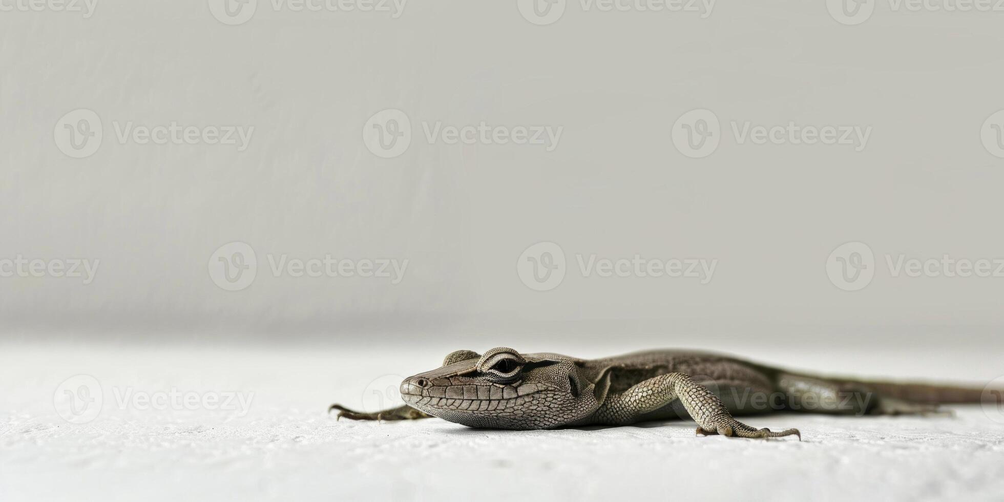 European legless lizard is lying stretched out against a soft white backdrop clearly displaying its elongated body and smooth texture illuminated by gentle lighting. photo