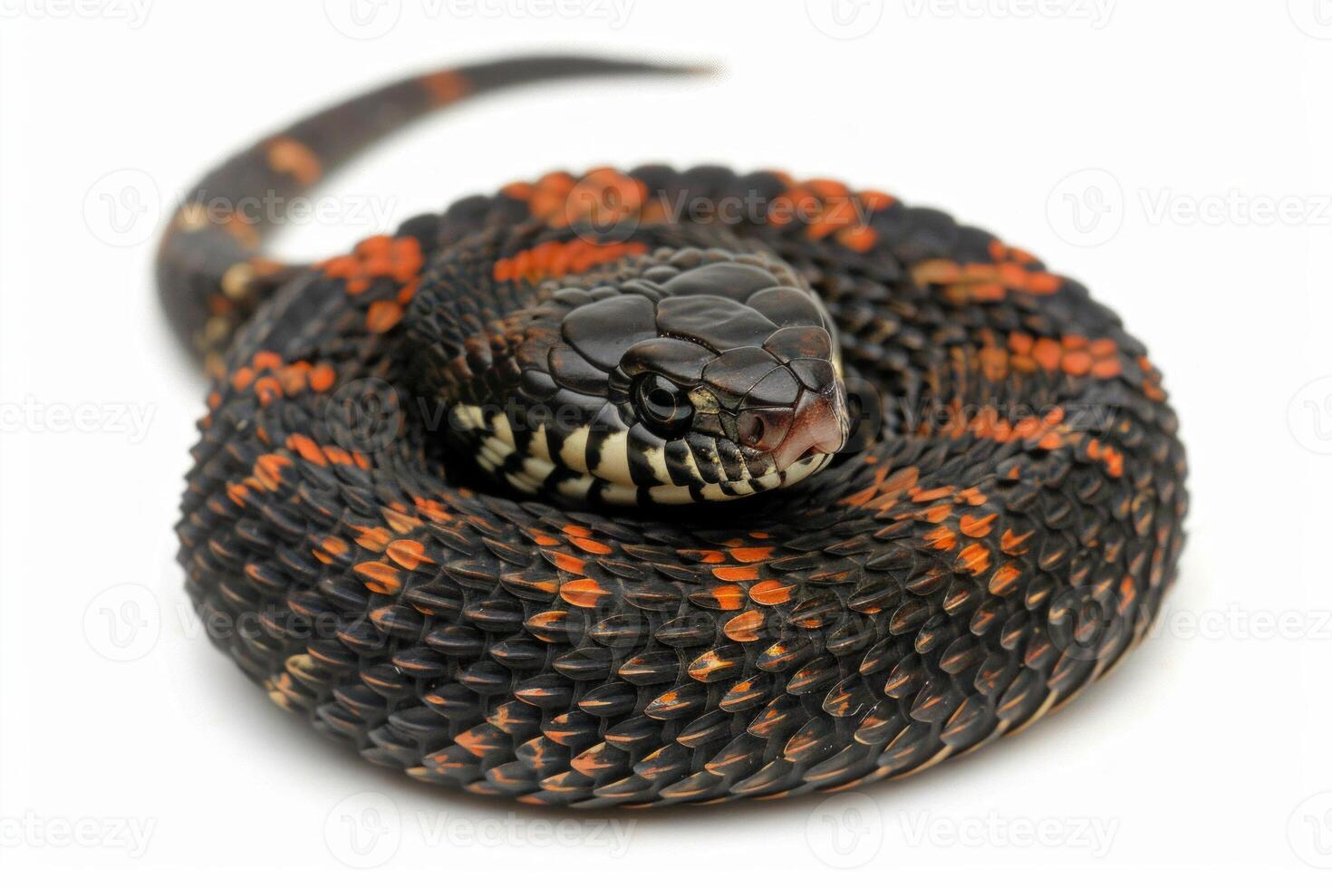 European Adder featuring striking zigzag patterns lies still against a smooth white backdrop highlighting its intricate scales and colors. photo