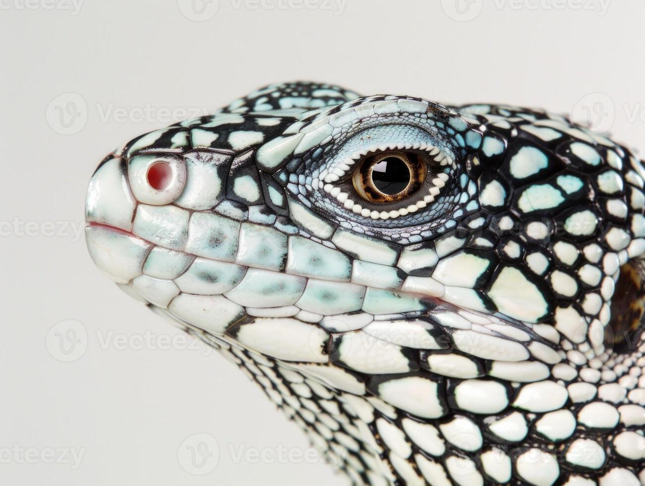 Gila Spotted Whiptail Lizard stands alert showcasing its unique spotted pattern against a pure white backdrop. The image captures the intricate details of its skin. photo