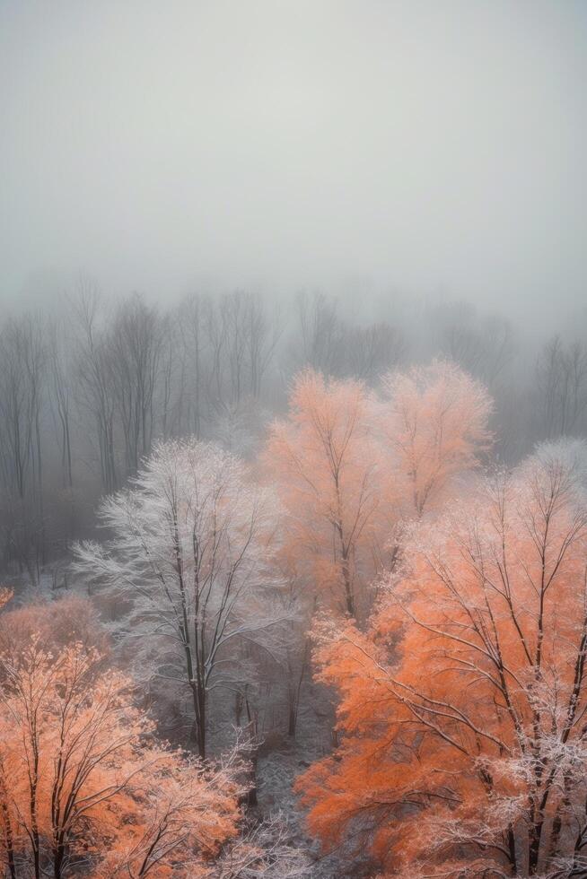 Foggy trees in the forest with orange leaves photo