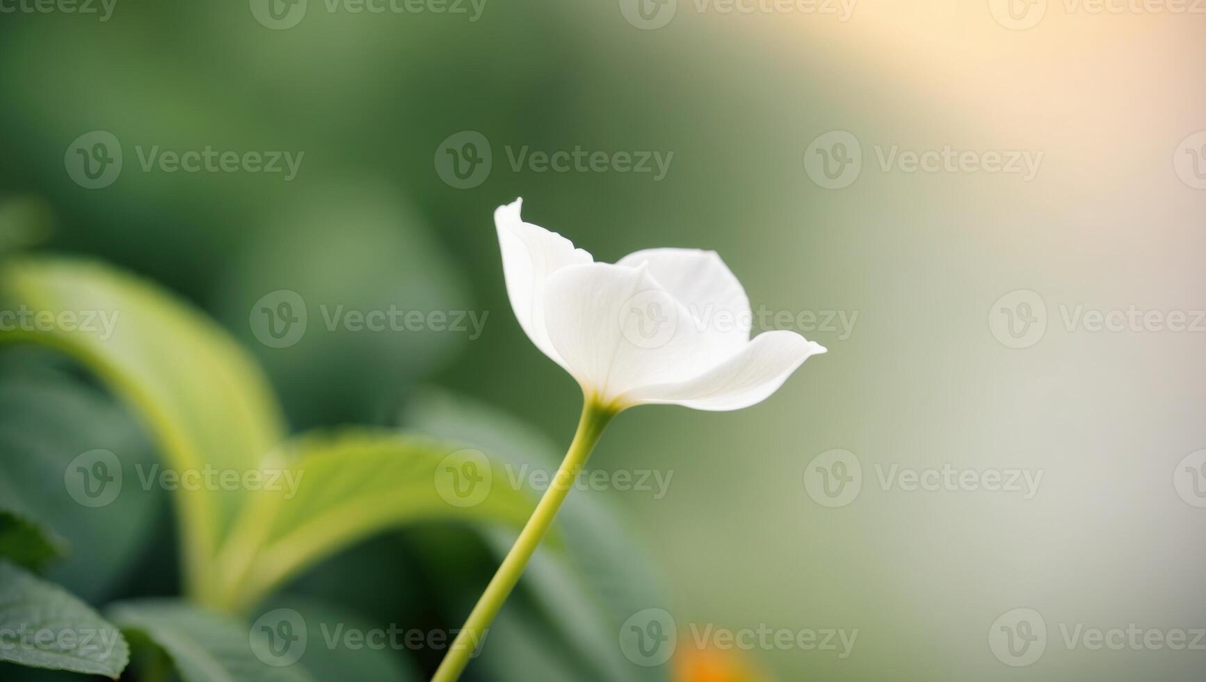 White flower with green stem and blurred background of leafy foreground. photo