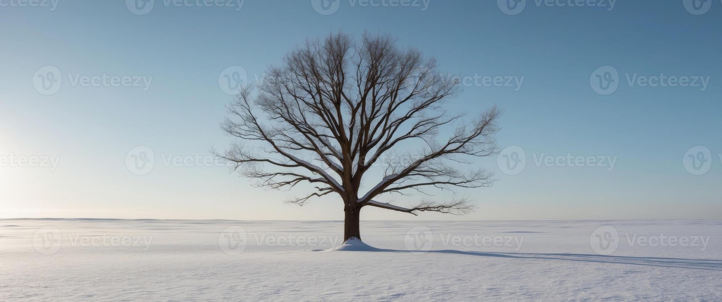 A solitary tree stands in a snowy landscape under a clear sky. photo