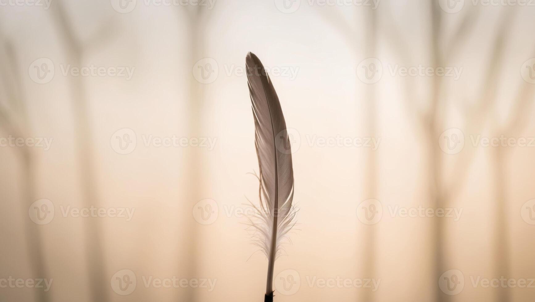 A tight shot of a feather with a background of softly blurred light. photo