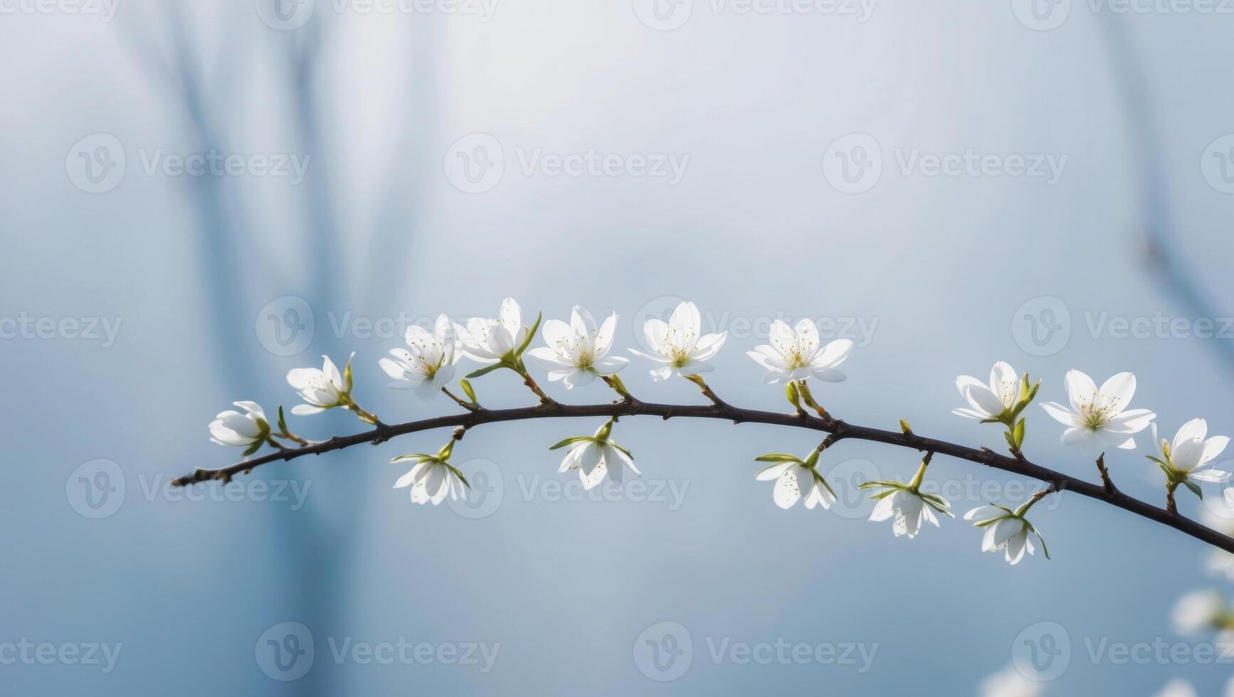 Blooming Spring Branch with White Flowers on Blue Background. photo
