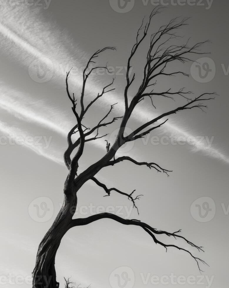 A black and white photo of a dead tree