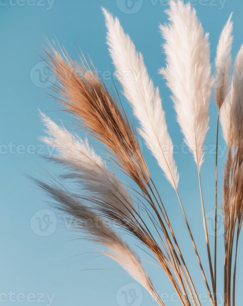 White pampas grass against a blue sky photo