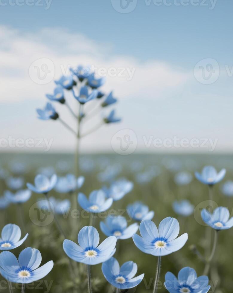A field of blue flowers with a single blue flower photo