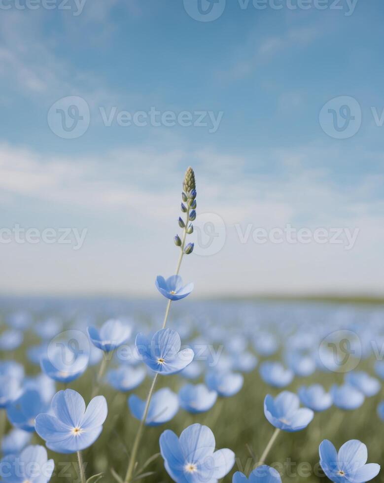A field of blue flowers with a single flower in the middle photo