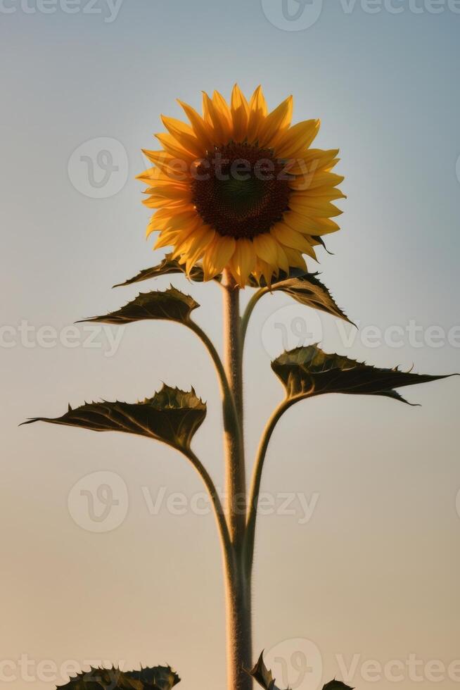 A sunflower is shown in front of a blue sky photo