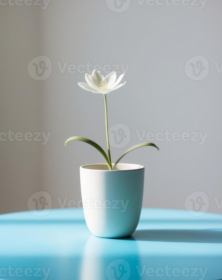 A white flower in a small white pot on a blue table photo
