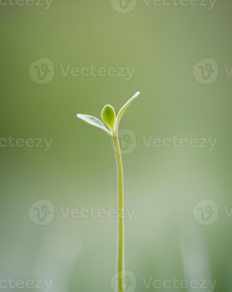 A Single Green Sprout Reaching Upwards in a Blurred Green Background. photo