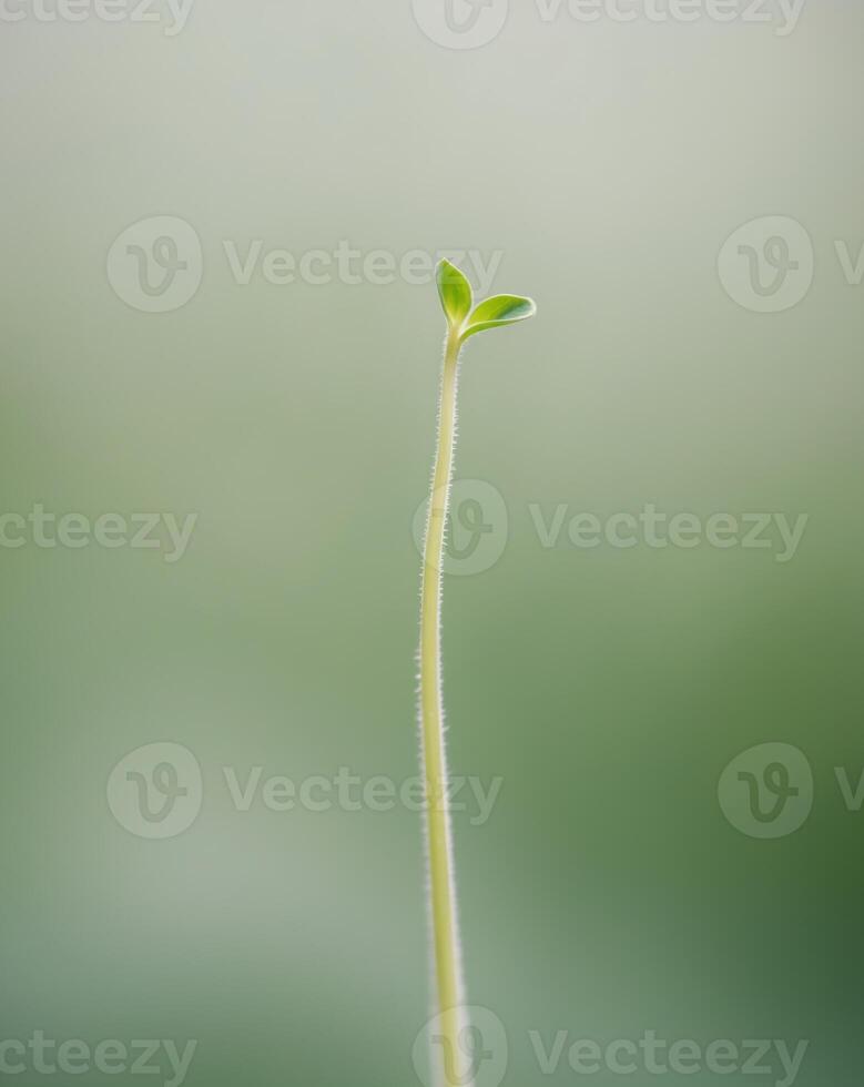 A small plant is growing from a stem photo