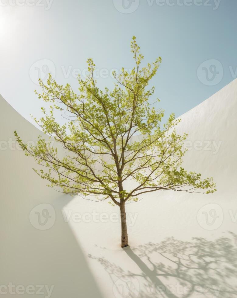 green leafy tree with sunlight filtering through branches. photo