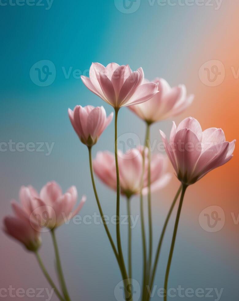 Pink Flowers on Blue and Orange Gradient Background. photo