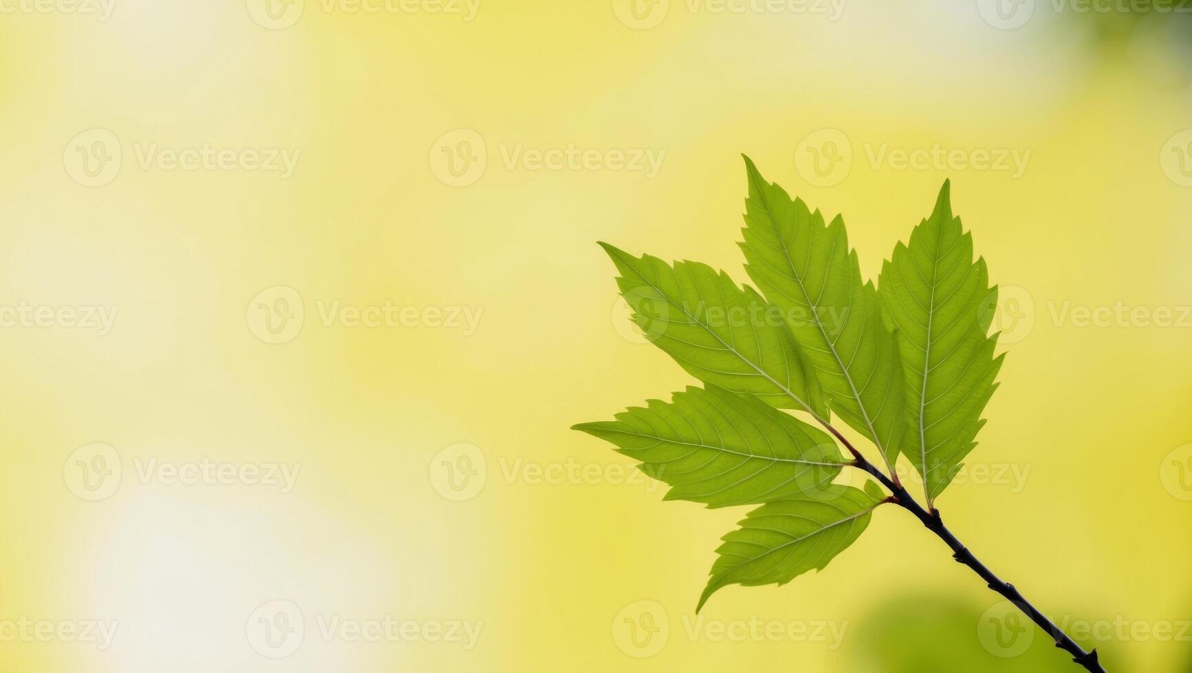 A single green leaf on a branch against a yellow background photo
