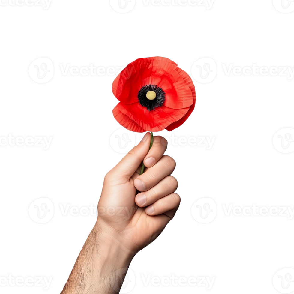 Hand holding a single red poppy flower, symbolizing remembrance and peace, on a transparent background. png