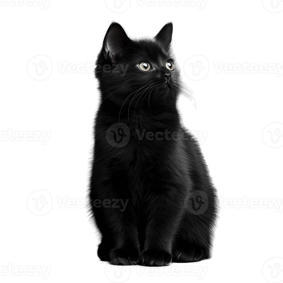 Black cat sitting upright with shiny fur and alert expression on transparent background png