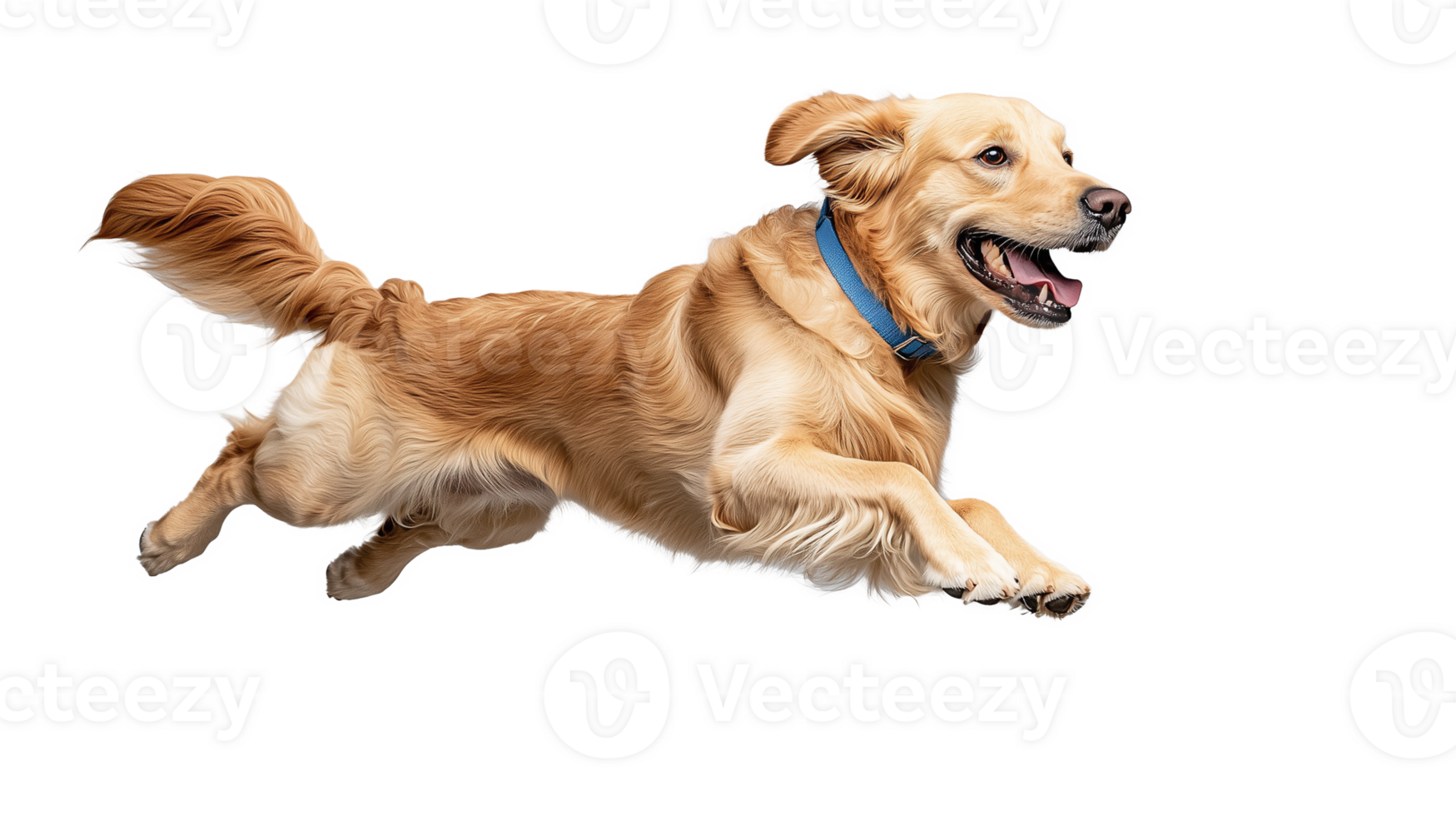 Golden retriever running playfully with happy expression on transparent background png