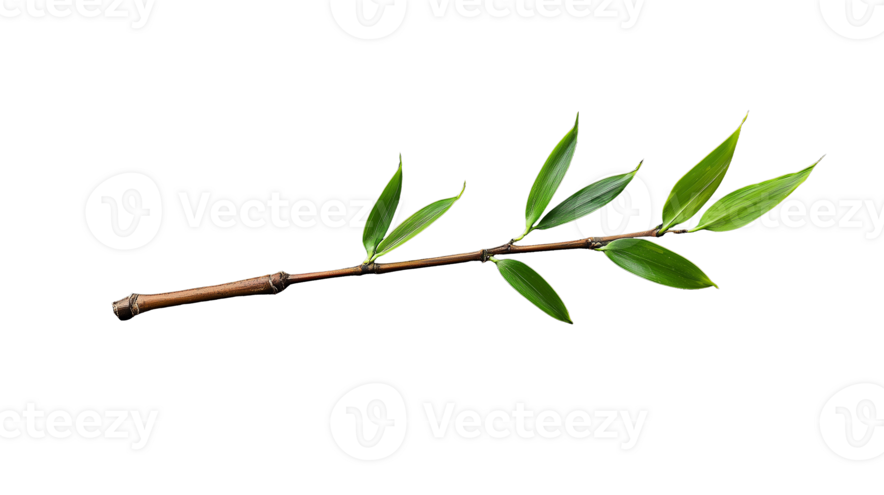 Small eucalyptus branch with elongated green leaves on transparent background png