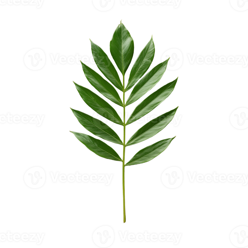 Large palm leaf with multiple green leaflets in fan arrangement on transparent background png
