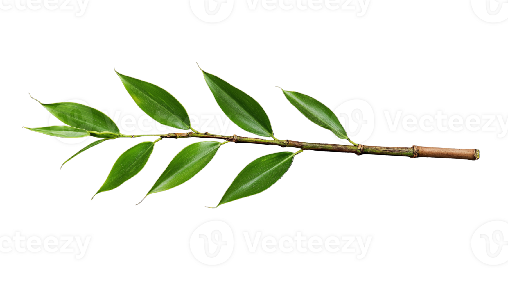 Eukalyptus Ast mit frisch Grün Blätter vereinbart worden entlang Stengel auf transparent Hintergrund png