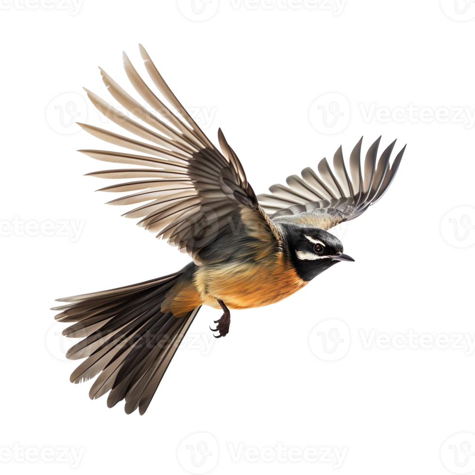 Fantail Bird in flight isolated on transparent background png