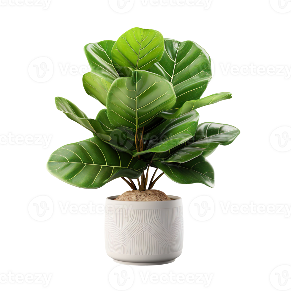 Fiddle Leaf Fig plant in a pot isolated on transparent background png