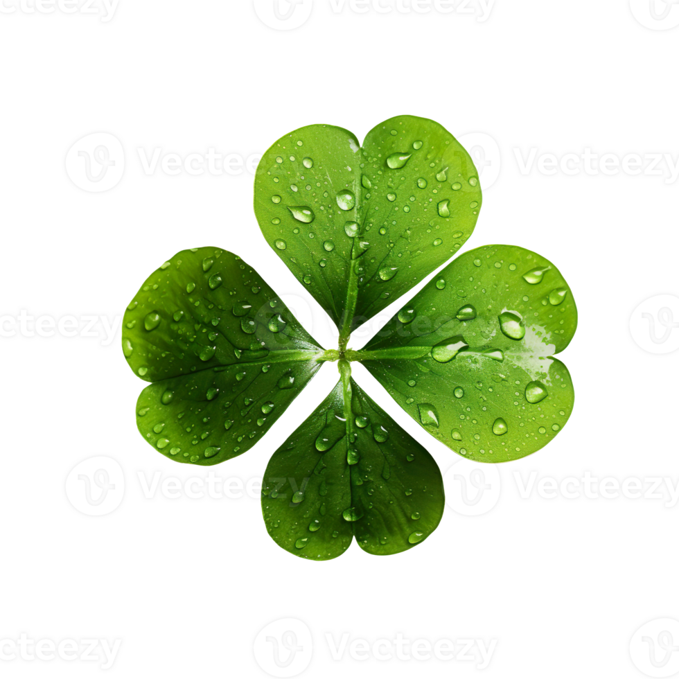 Four leaf clover isolated on transparent background png