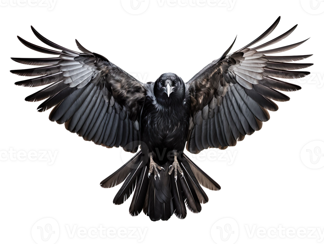 flying crow isolated on transparent background png