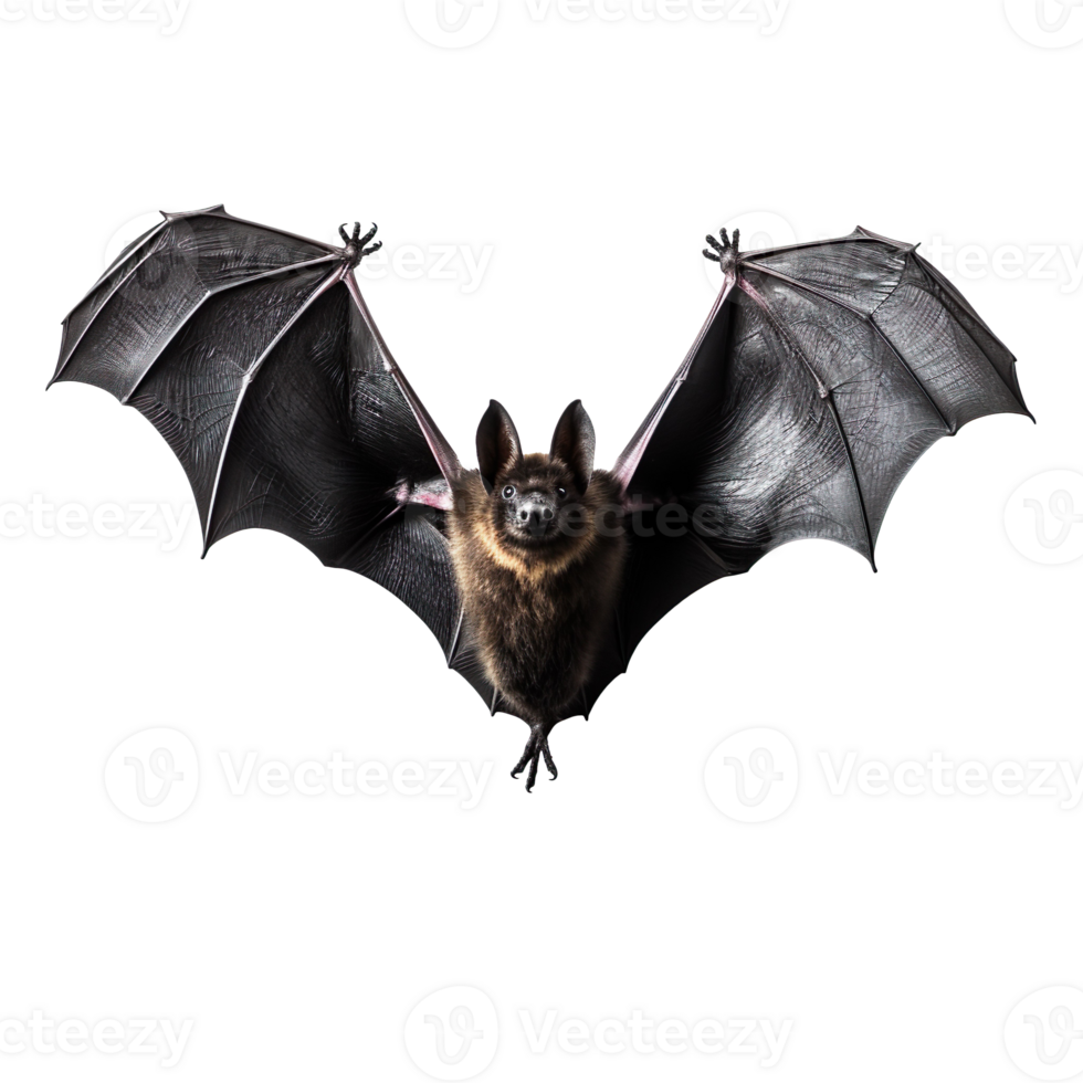 Flying black bat isolated on transparent background png