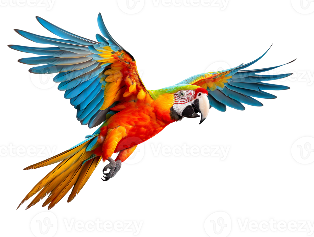Flying macaw parrot isolated on transparent background png