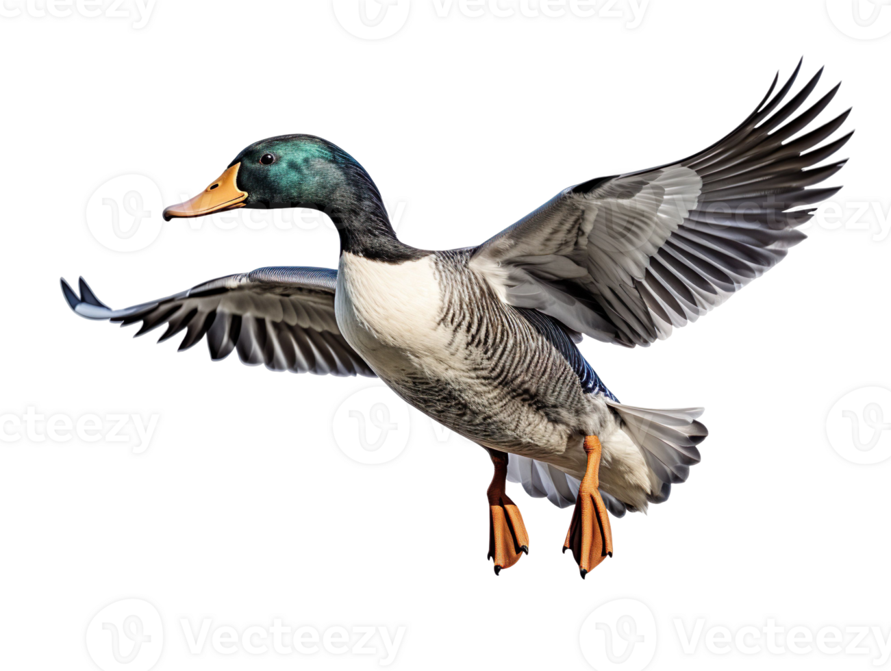 Flying duck isolated on transparent background png