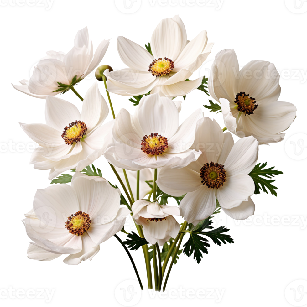 Flowers of anemone blooming bunch isolated on transparent background png