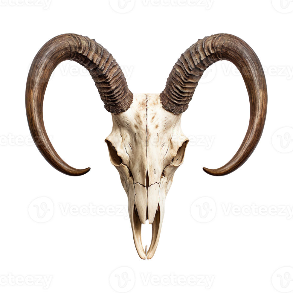 goat skull isolated on transparent background png