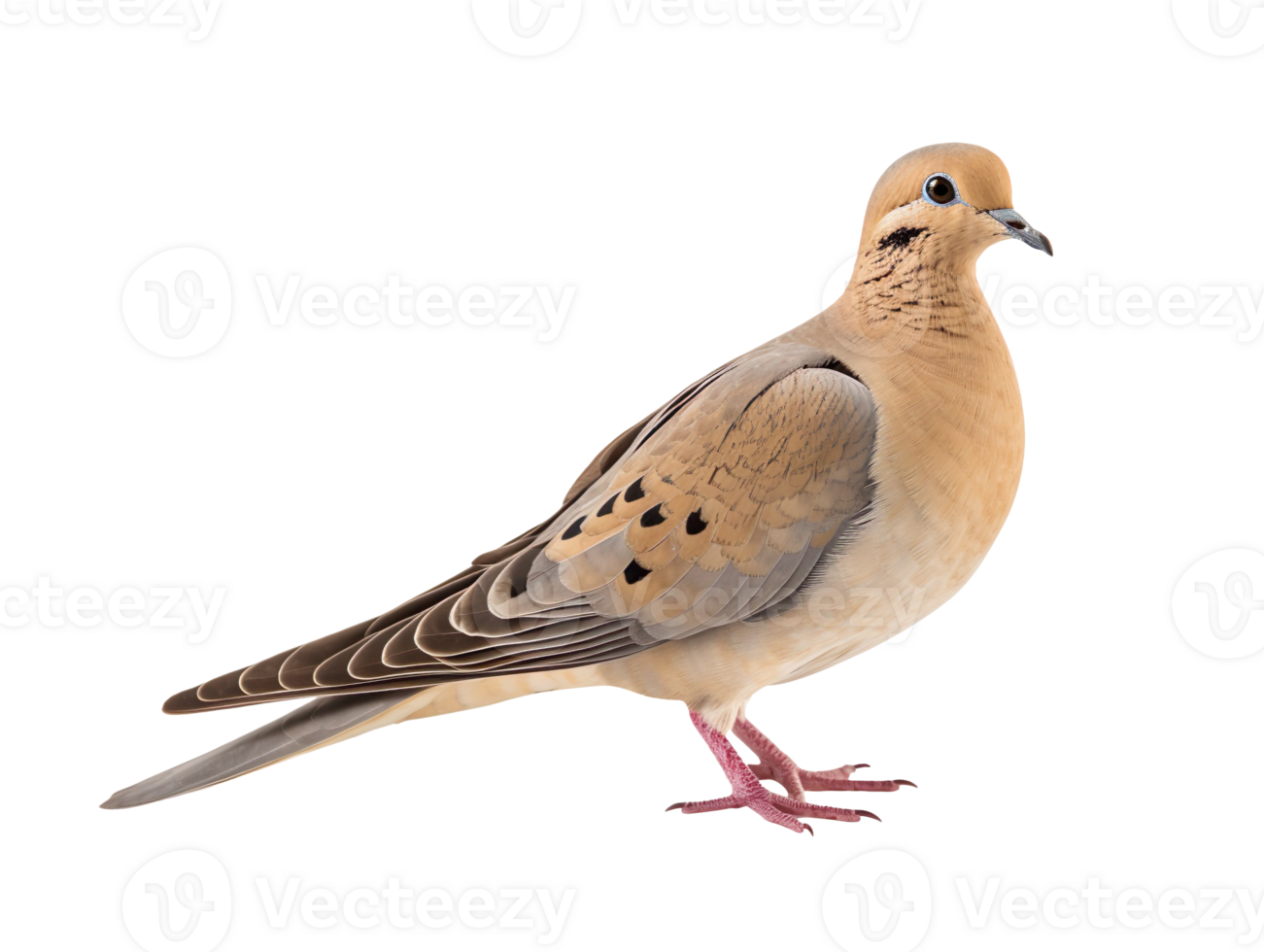 mourning dove bird isolated on transparent background png