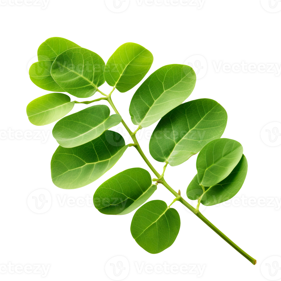 Moringa leaf isolated on transparent background png