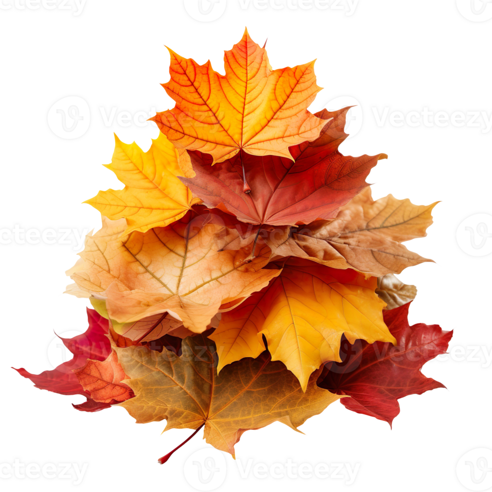 Pile of autumn colored maple leaves isolated on transparent background png