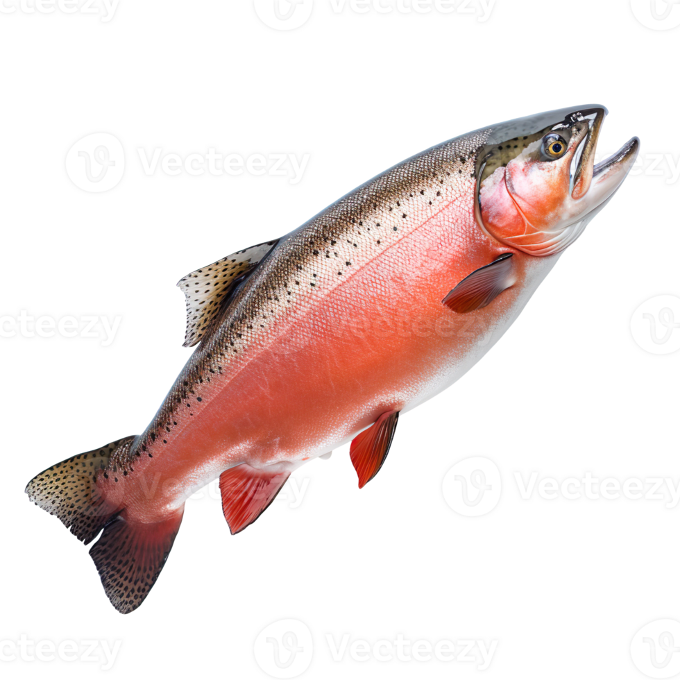 raw trout fish isolated on transparent background png