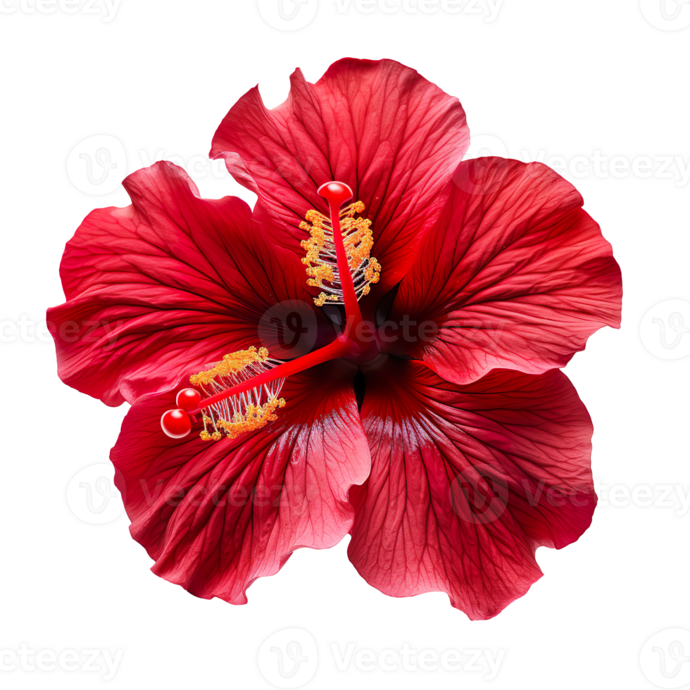 Red hibiscus flower isolated on transparent background png