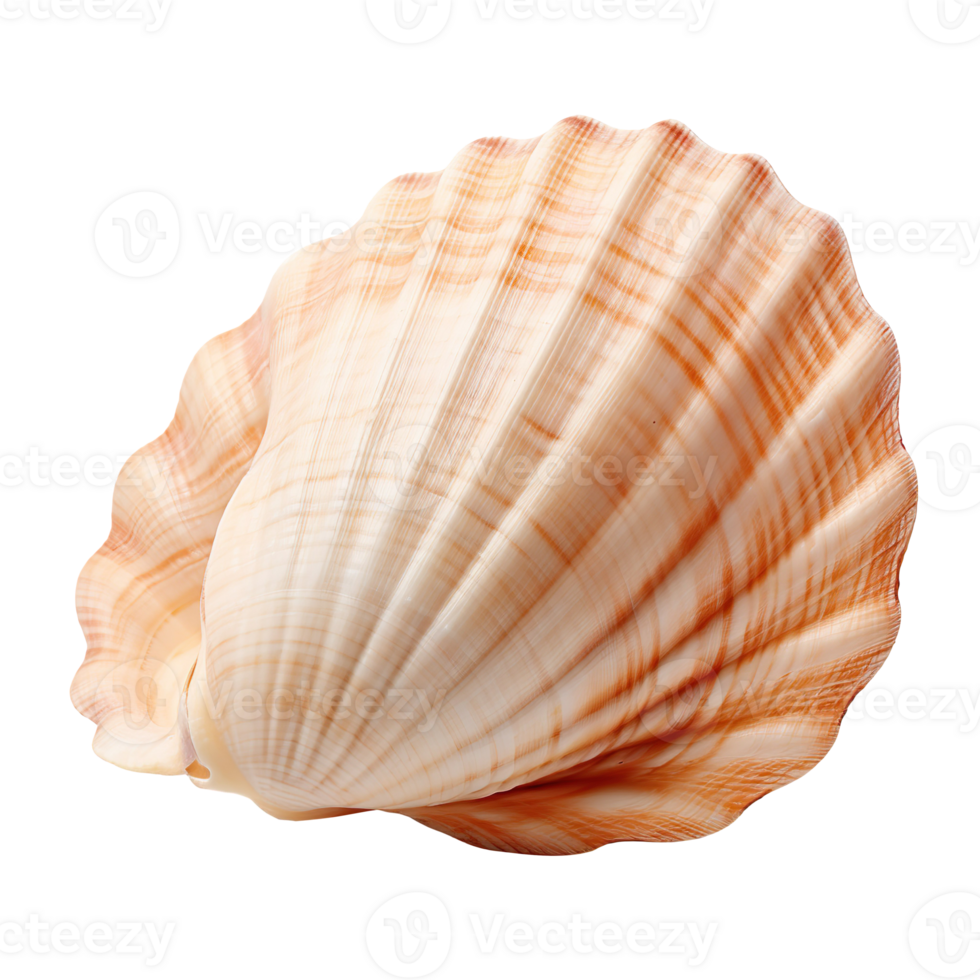 seashell isolated on transparent background png