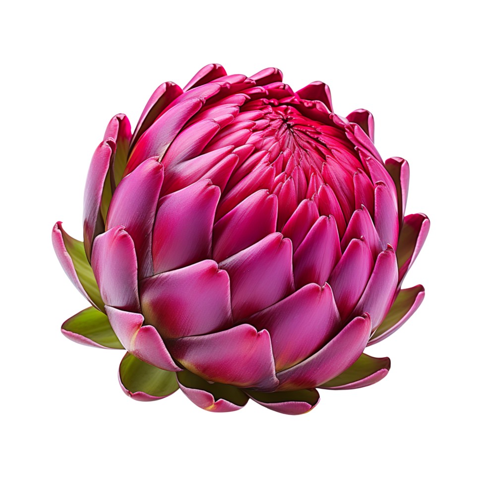 Red Artichoke Isolated On Transparent Background 51754081 PNG Red Artichoke Isolated On Transparent Background Free Png