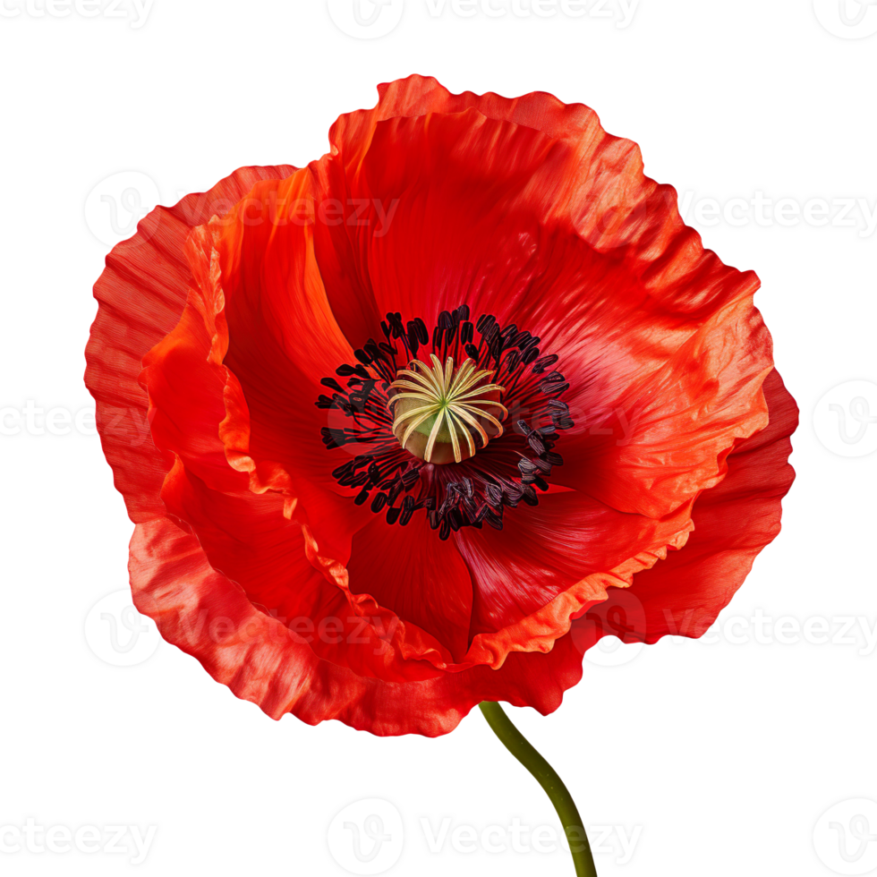 red poppy flower isolated on transparent background png