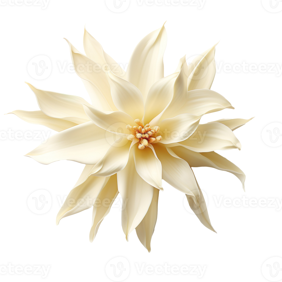 Vanilla flower isolated on transparent background png