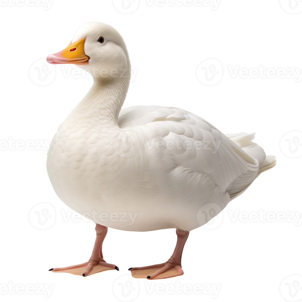 white duck isolated on transparent background png
